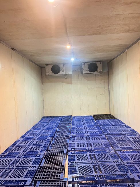 Interior cold storage dengan pallet plastik biru dan dua evaporator di belakang.